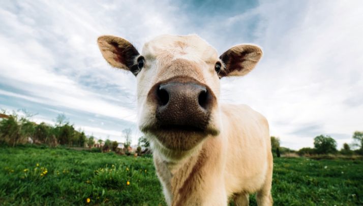 2,5 M&euro; en ayudas para fortalecer el sector agrícola y ganadero en la cadena alimentaria