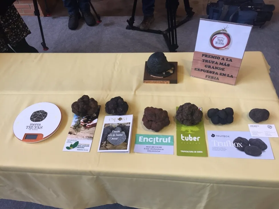 Foto 2 - Viveros Tuber gana el IV Premio de la Trufa m&aacute;s Grande de la Feria de Abejar