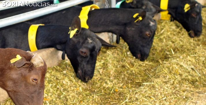 Instan a la Junta a agilizar los pagos pendientes de la PAC 2017