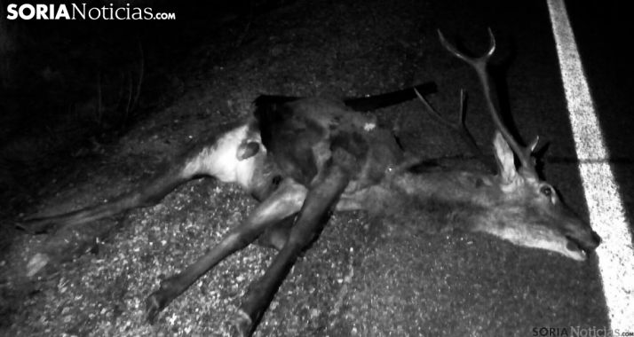 Un ciervo arrollado en la N-122 en El Madero. /SN