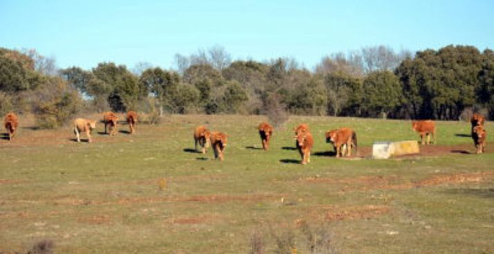 Imagen de ganado vacuno en una zona de la dehesa. 