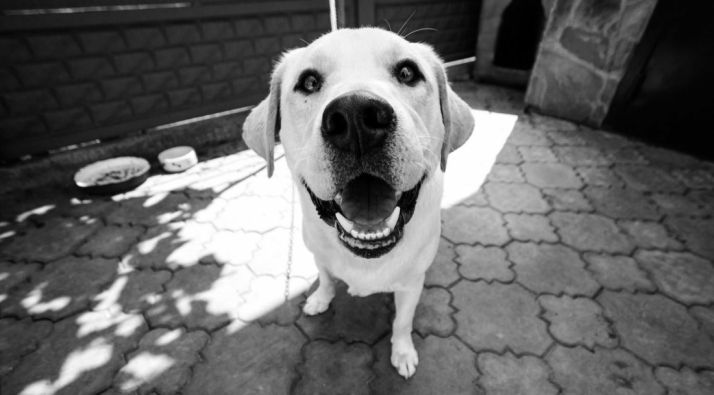 La operación ‘Podencos’, controlará el maltrato animal en perros de rehalas