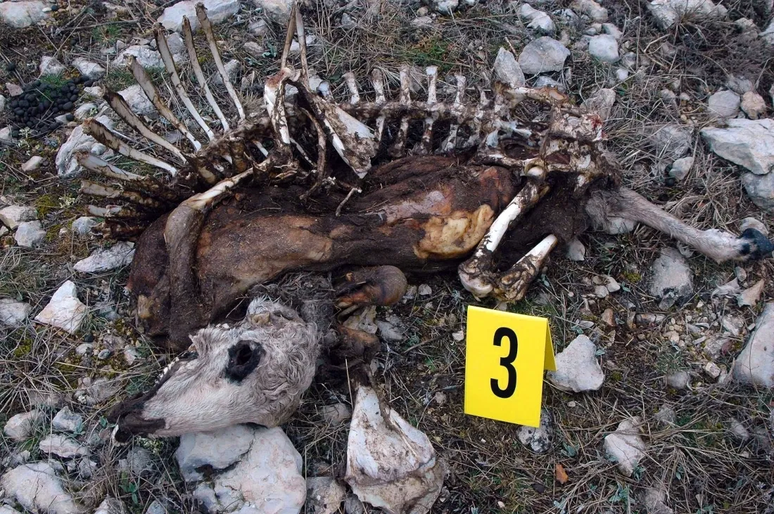 Uno de los cadáveres encontrados por el Seprona. /Subdeleg.