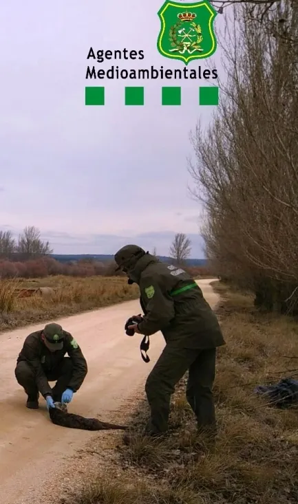 Los agentes de Medio Ambiente inspeccionan el cuerpo sin vida del mustélido. /Agentes Medioambientales