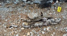 Uno de los cadáveres encontrados por el Seprona. /Subdeleg.