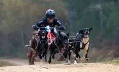 Jorge García tira del trineo con perros.