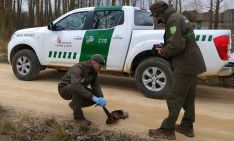 Los agentes de Medio Ambiente inspeccionan el cuerpo sin vida del mustélido. /Agentes Medioambientales