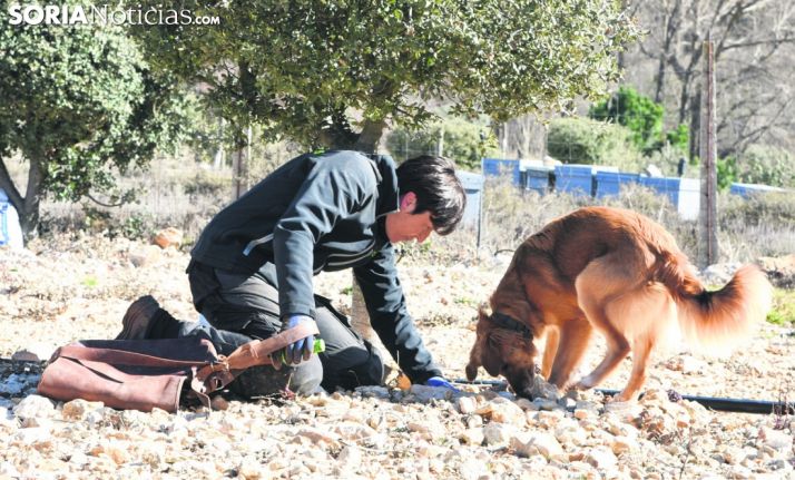 Dictaminadas ayudas provinciales para cultivos de trufa por 50.000 &euro;