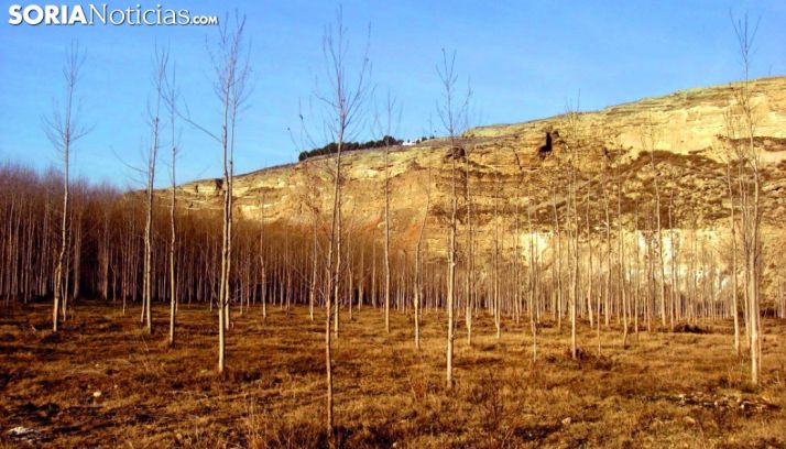 Una plantación de chopos. /SN