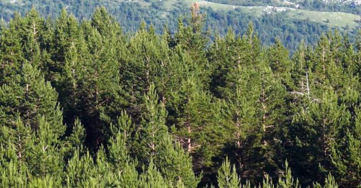 Castilla y León, pulmón verde de España