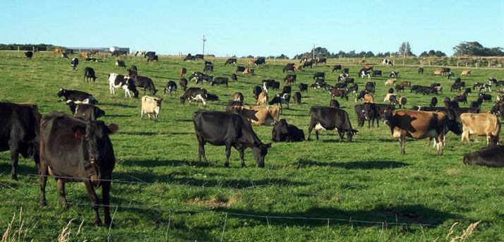 Podemos aborda este sábado en Ólvega la vaquería de Noviercas 