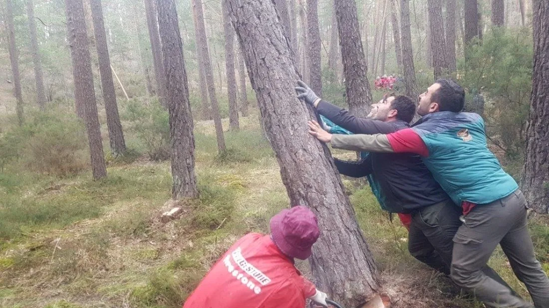 Foto 8 - Las pingadas de los Mayos se reviven en Molinos, Navaleno y San Leonardo 