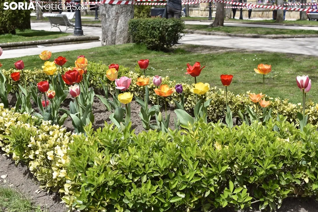 La primavera llega a la Dehesa. 