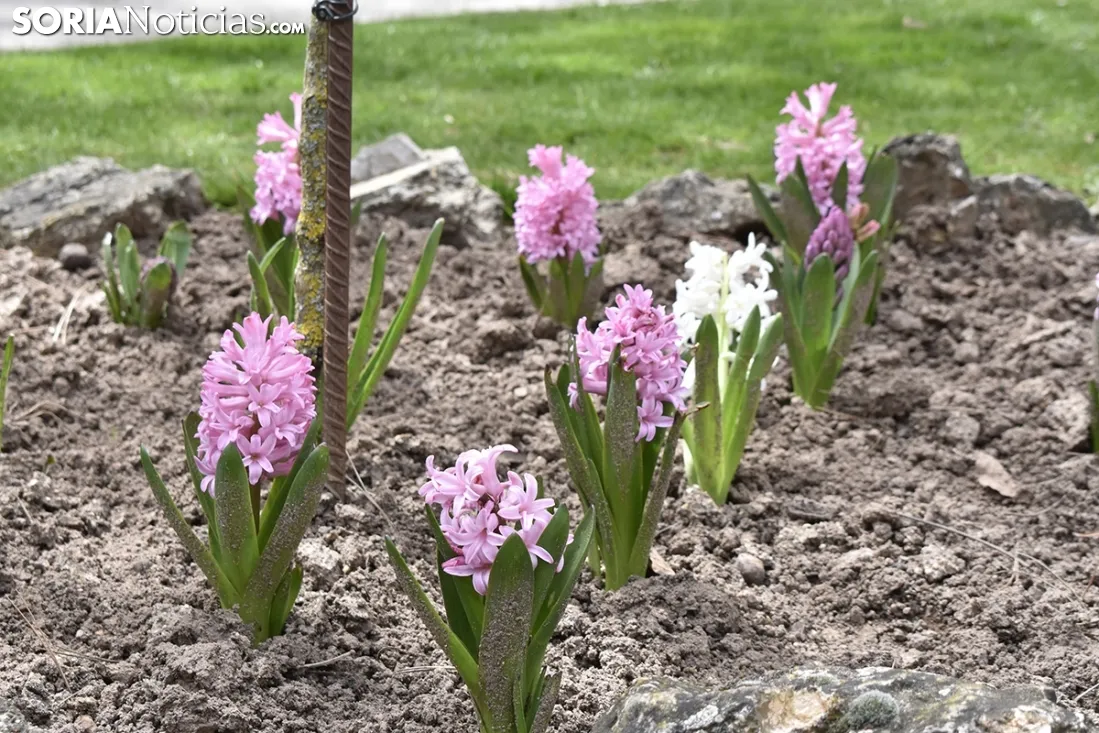 La primavera llega a la Dehesa. 