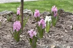 La primavera llega a la Dehesa. 