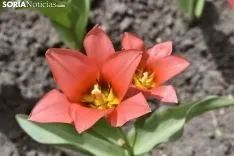 La primavera llega a la Dehesa. 