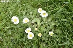 La primavera llega a la Dehesa. 