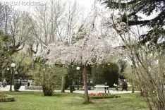 La primavera llega a la Dehesa. 