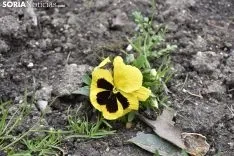 La primavera llega a la Dehesa. 