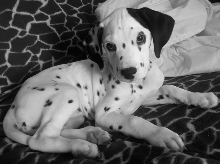 Yeiko. /Servicios Veteterinarios Urbión