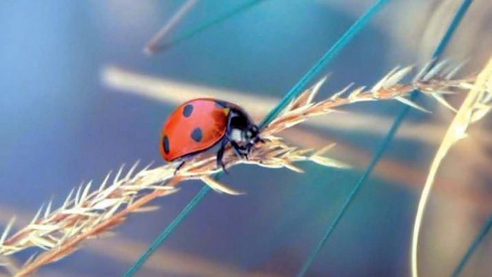 Un detalle del cartel de este año.