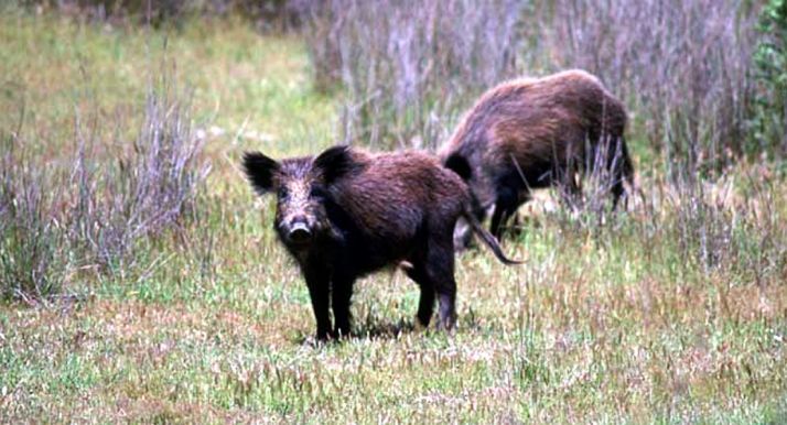 Ven un gran riesgo traer jabalíes de áreas próximas a países con peste porcina africana