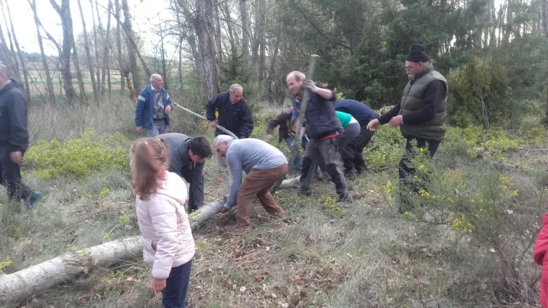Pingada del Mayo chopo en Quintanilla de Tres Barrios.