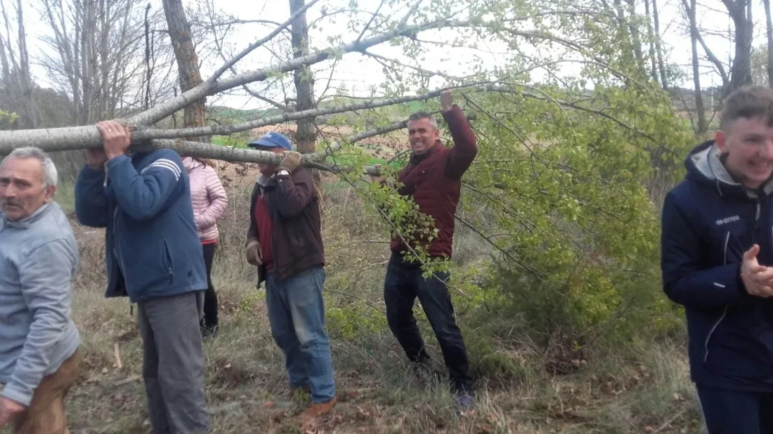 Pingada del Mayo chopo en Quintanilla de Tres Barrios.