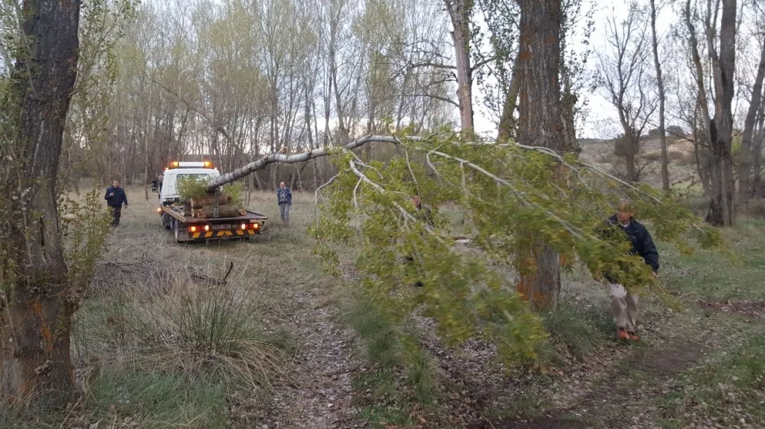Pingada del Mayo chopo en Quintanilla de Tres Barrios.