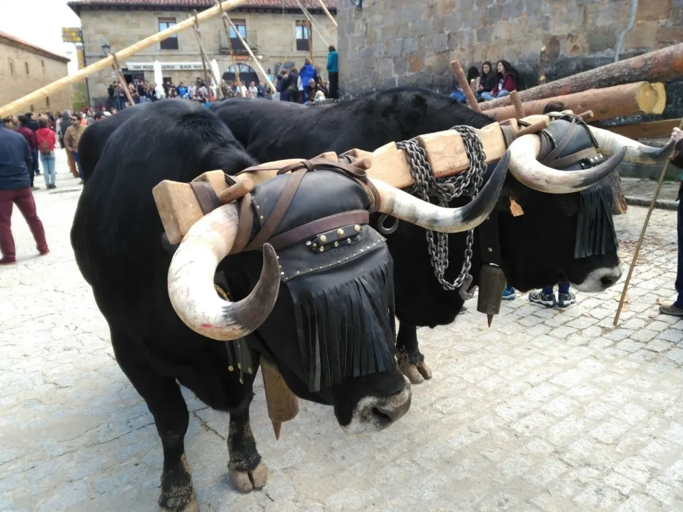 Foto 2 - Galer&iacute;a: la Pingada del Mayo en Molinos