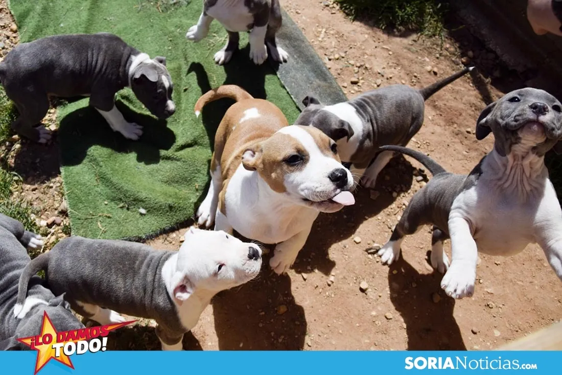 Foto 2 - Como en tu casa: Vocaci&oacute;n por los animales en Soria