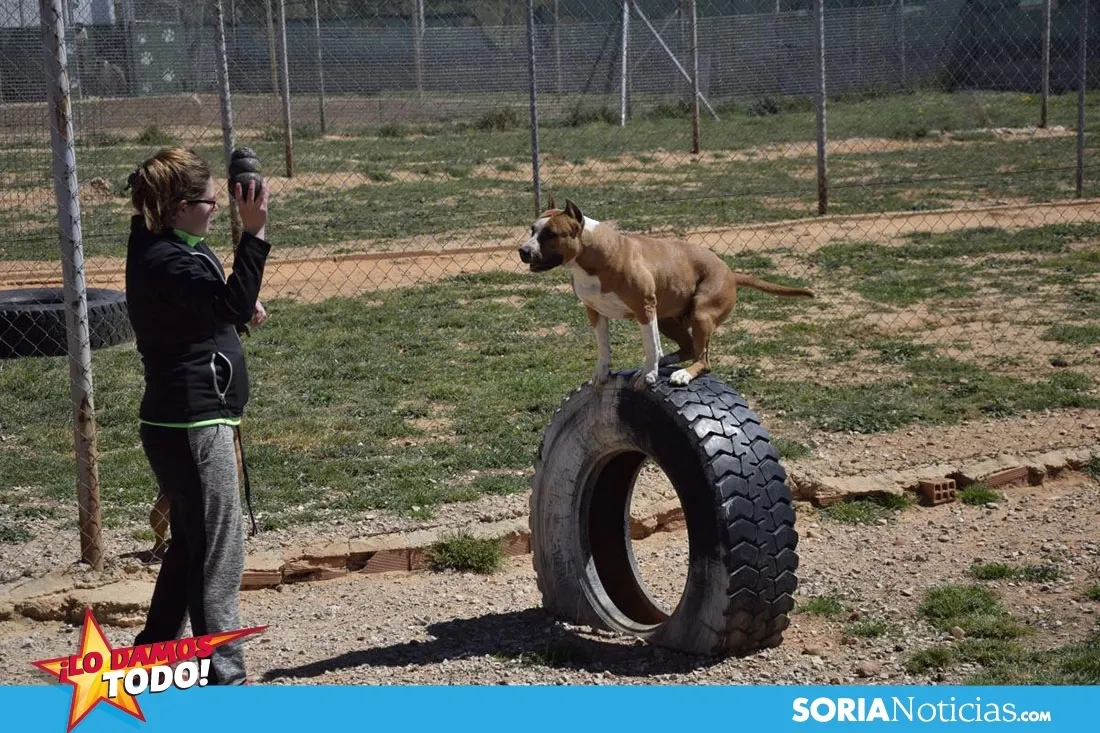 Foto 11 - Como en tu casa: Vocaci&oacute;n por los animales en Soria