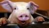 Foto 1 - Informe favorable para una explotación porcina en Monteagudo