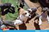 Foto 2 - Como en tu casa: Vocación por los animales en Soria