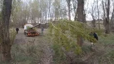 Pingada del Mayo chopo en Quintanilla de Tres Barrios.