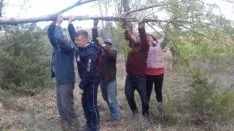 Pingada del Mayo chopo en Quintanilla de Tres Barrios.