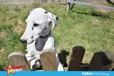 Foto 3 - Como en tu casa: Vocaci&oacute;n por los animales en Soria