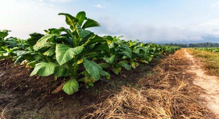 27 entidades de CyL respaldan una PAC para un campo sostenible, con protagonismo de jóvenes y mujeres