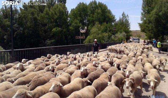 Ganado trashumante a su paso por el puente del Duero en Garray. /SN