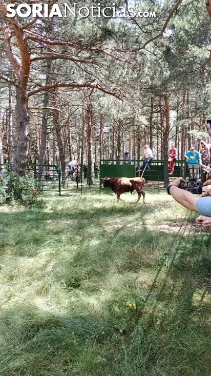 Salida de los toros rezagados desde el descansadero de la Vega de San Millán. SN