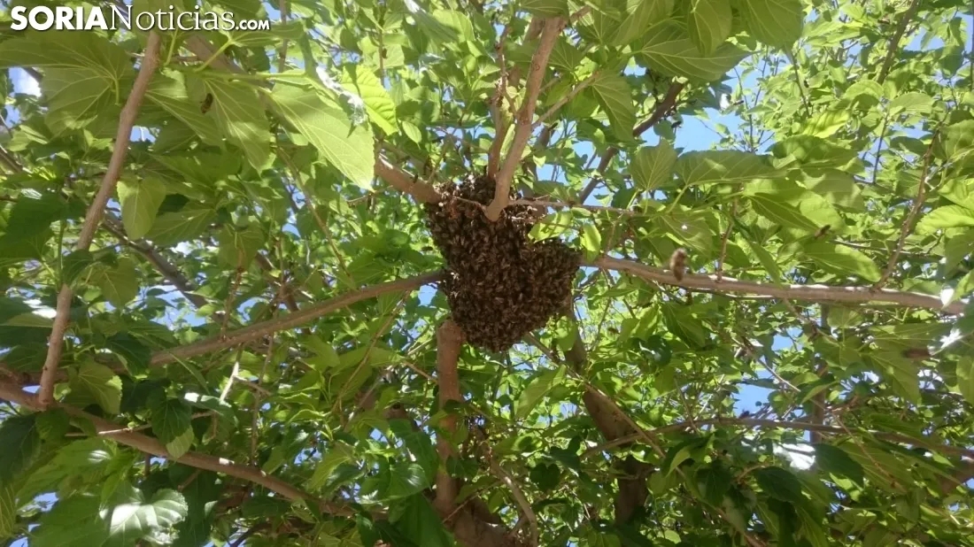Foto 2 - Las abejas tambi&eacute;n se rebelan en &Oacute;lvega