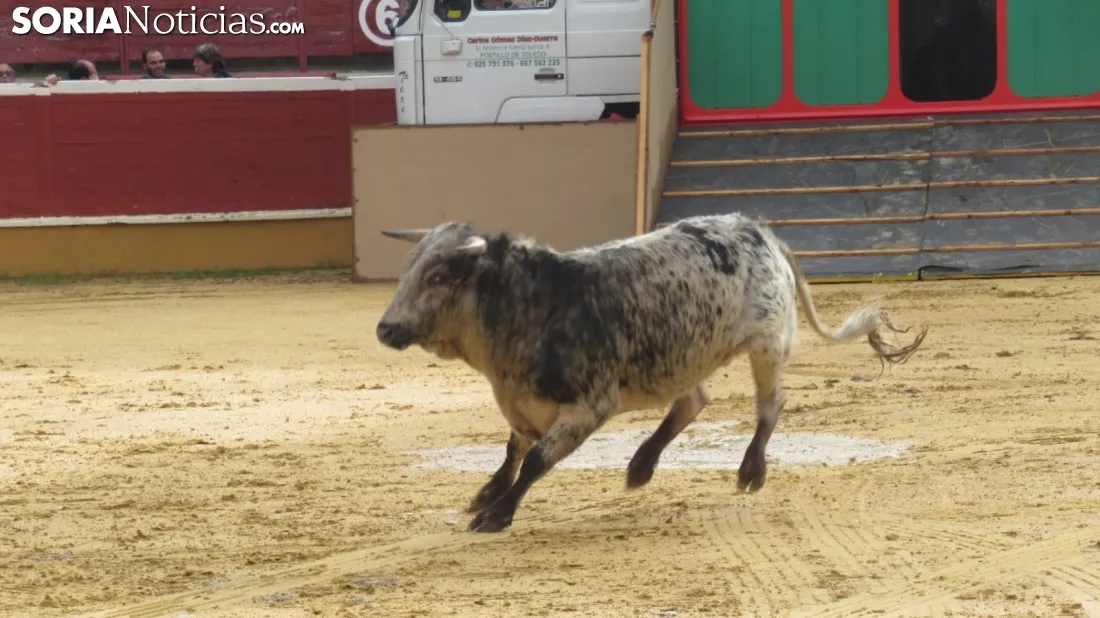 Llegada de los novillos a la plaza de toros de Soria 