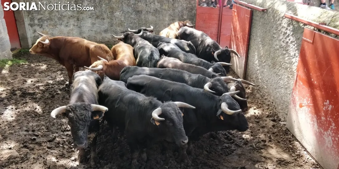 Novillos de La Saca