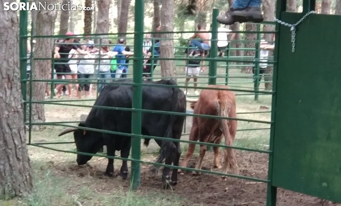 Novillos en El Descansadero.