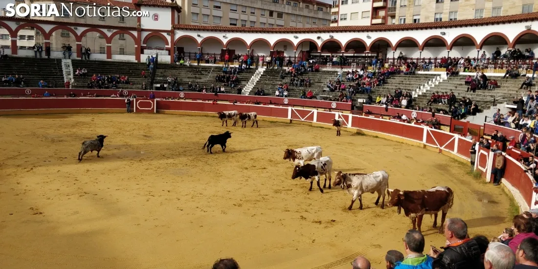Llegada de los novillos a la plaza de toros de Soria 