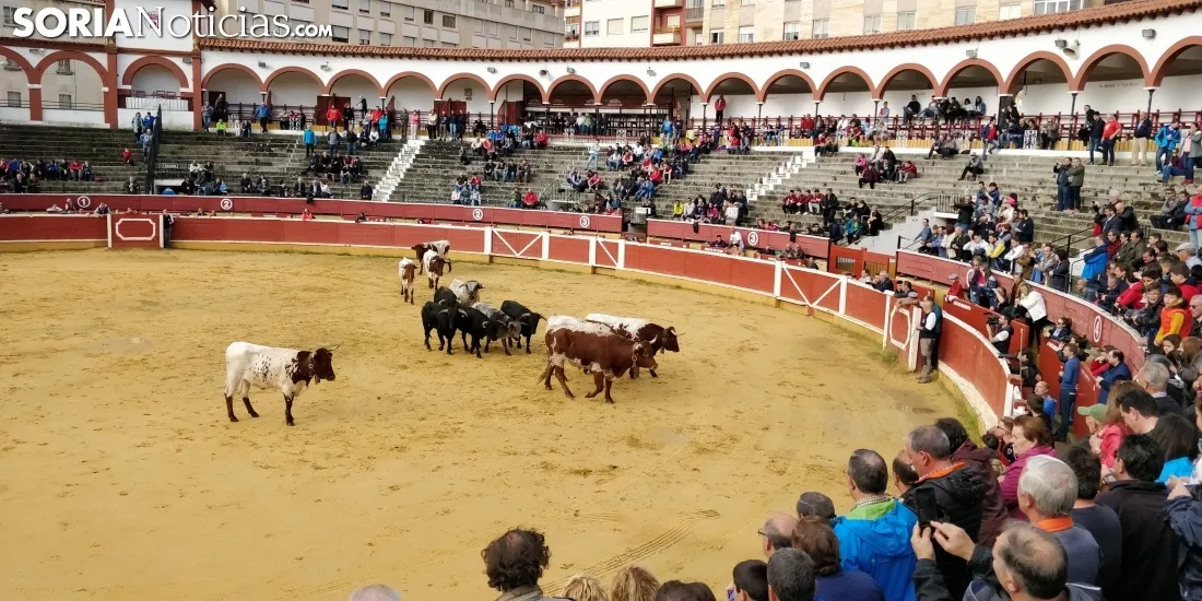 Llegada de los novillos a la plaza de toros de Soria 