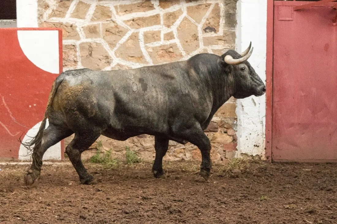 Los Victorinos, en la Plaza de Toros de Soria. Cedida. 