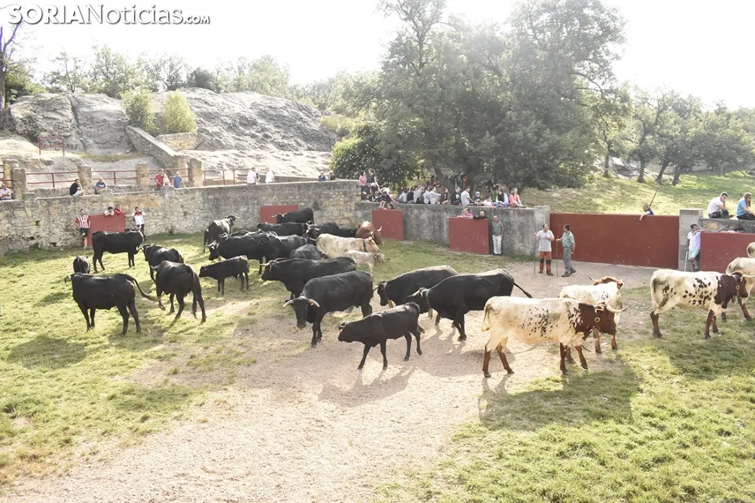 Entrada de los novillos de La Saca en los corrales de Cañada Honda. /SN
