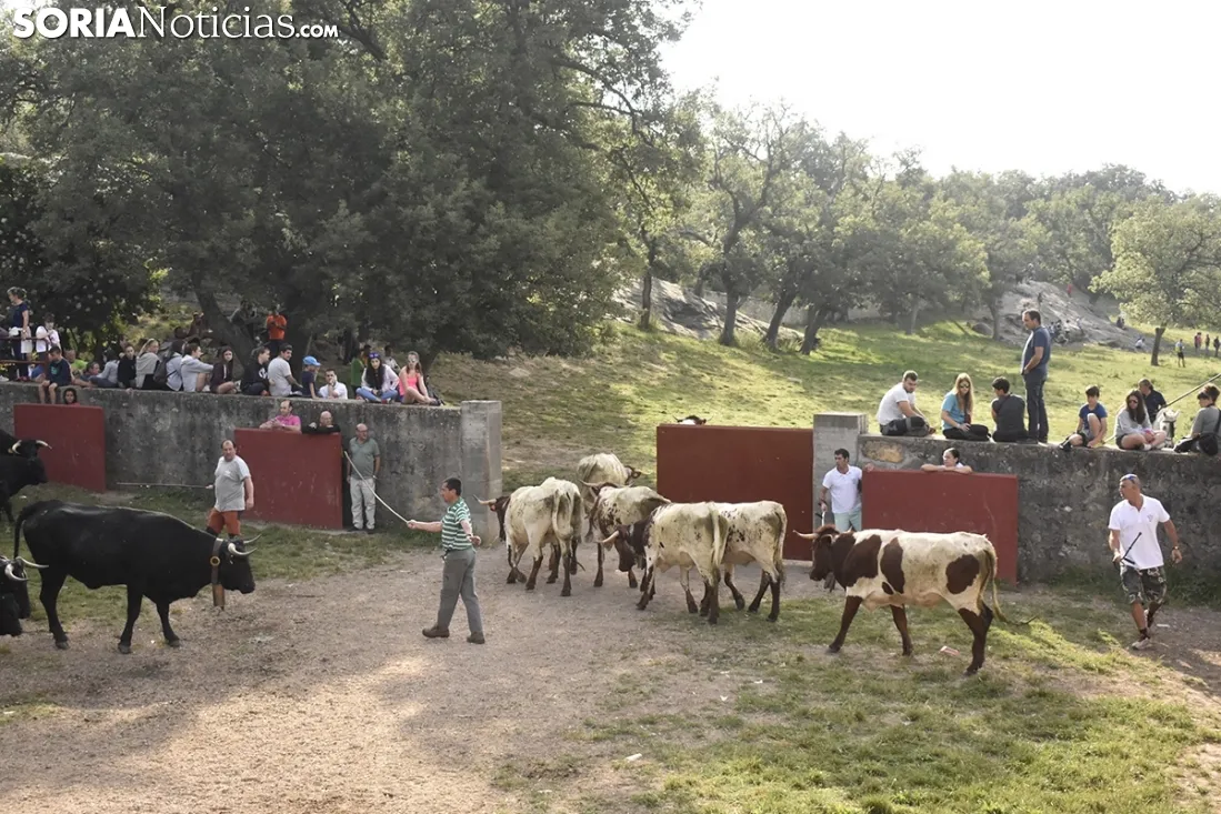 Entrada de los novillos de La Saca en los corrales de Cañada Honda. /SN