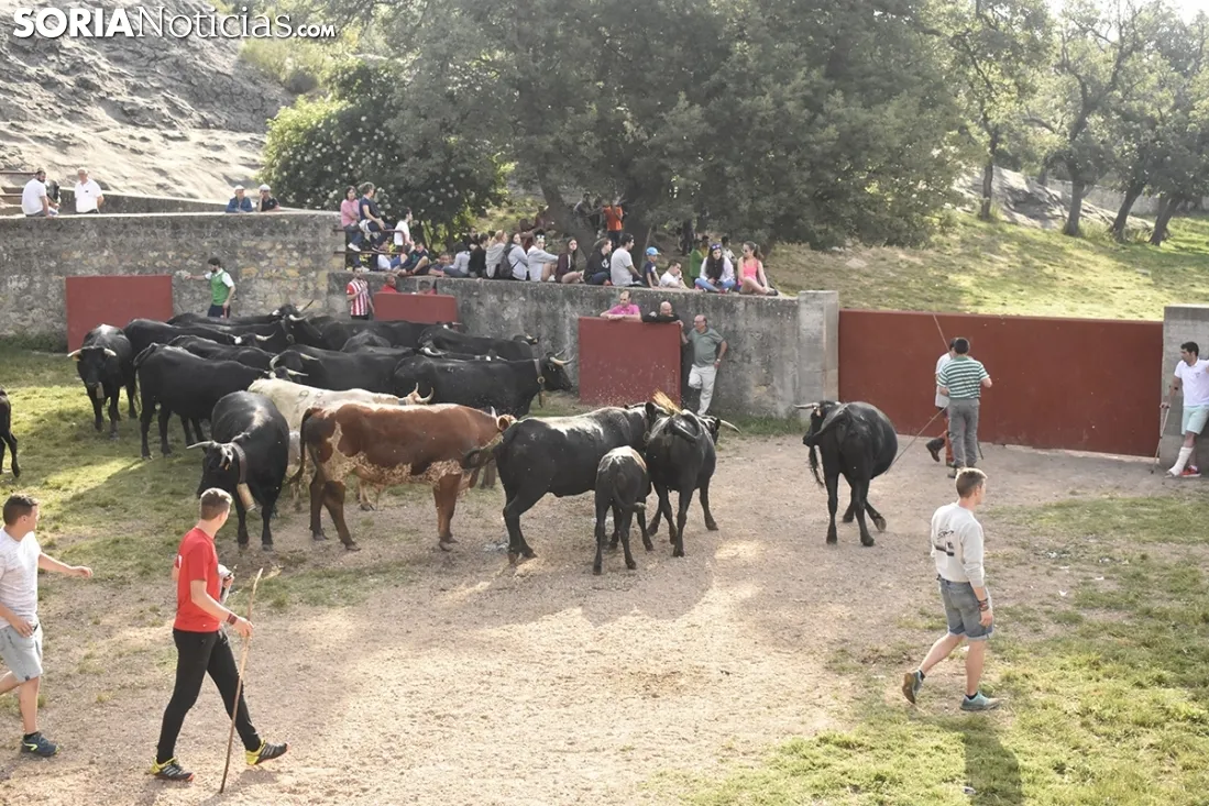 Entrada de los novillos de La Saca en los corrales de Cañada Honda. /SN